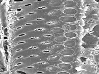 Tangential section