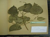 Herbarium sample