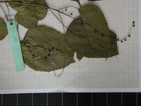 Herbarium sample