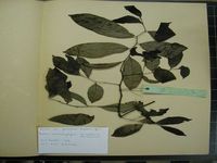 Herbarium sample