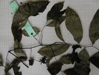 Herbarium sample