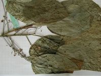 Herbarium sample