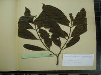 Herbarium sample