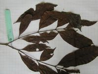 Herbarium sample