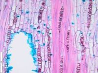 Tangential section