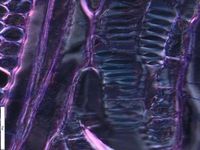 Tangential section