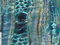 Tangential section