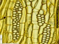 Tangential section