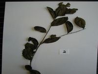 Herbarium sample