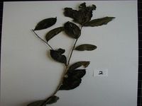 Herbarium sample