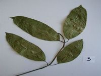 Herbarium sample