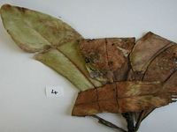 Herbarium sample