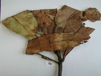 Herbarium sample