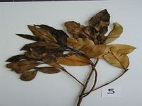 Herbarium sample