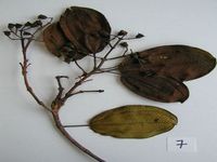 Herbarium sample