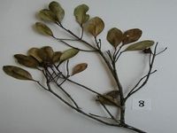 Herbarium sample