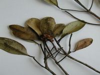 Herbarium sample