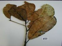 Herbarium sample