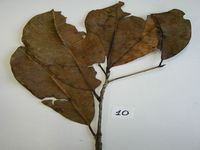 Herbarium sample