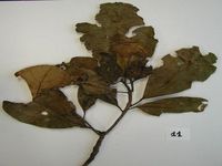 Herbarium sample