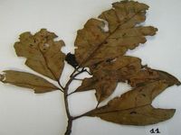 Herbarium sample