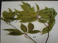 Herbarium sample