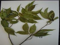 Herbarium sample