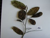 Herbarium sample