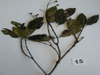 Herbarium sample