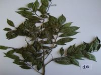 Herbarium sample