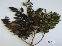 Herbarium sample