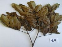 Herbarium sample