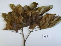 Herbarium sample