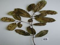 Herbarium sample