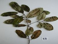 Herbarium sample