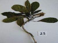 Herbarium sample