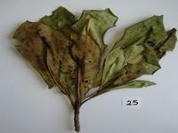 Herbarium sample