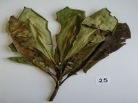 Herbarium sample