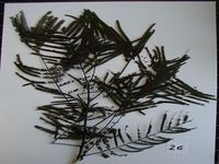 Herbarium sample