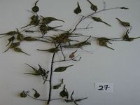 Herbarium sample