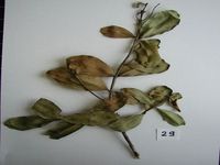 Herbarium sample