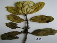 Herbarium sample