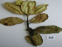 Herbarium sample