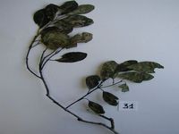 Herbarium sample