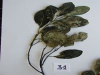 Herbarium sample