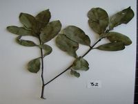 Herbarium sample