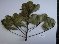 Herbarium sample