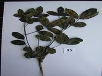 Herbarium sample