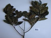 Herbarium sample