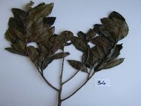 Herbarium sample